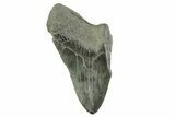 Partial Fossil Megalodon Tooth - South Carolina #365811-1